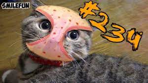 koshki 2019 smeshnye koty 2019 prikoly pro kotov s kotami do slyoz funny cats youtube
