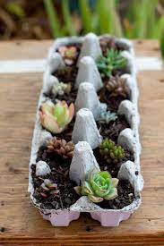 A cactus (plural cacti, cactuses, or less commonly, cactus) is a member of the plant family cactaceae, a family comprising about 127 genera with some 1750 known species of the order. Egg Carton Succulents Succulent Gift Ideas Succulents Succulents Diy Plants