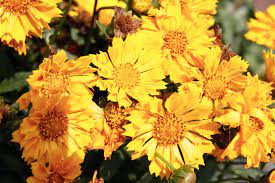 Jethro Tull Coreopsis Tubular Flower Petals Are An Exciting Display Requires Little Dead Headin Patio Container Gardening Flower Petals Container Gardening
