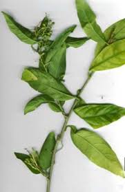 Mar 28, 2021 · the floral aroma is used in china to scent jasmine teas, and jasmine flowers adorn leis in the hawaiian islands. Things To Know About The Night Blooming Jasmine Cestrum Nocturnum Dengarden