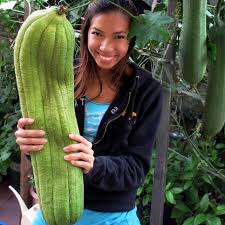Image result for Luffa