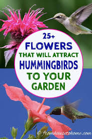 We did not find results for: Hummingbird Plants 25 Of The Best Flowers That Attract Hummingbirds Gardening From House To Home Hummingbird Plants Flowers That Attract Hummingbirds How To Attract Hummingbirds