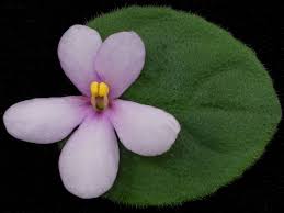 I love the look of violets in a fairy garden, with their soft, fuzzy leaves. African Violets By Lyndon Lyon Greenhouses