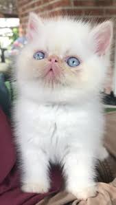 Founded in 1977, paws has been serving the township of montclair, nj and surrounding paws has facilitated adoptions for vast number of animals over the years; 10 Best Himalayan Kittens For Sale New Jersey New York Ideas Himalayan Kittens For Sale Himalayan Kitten Kitten For Sale