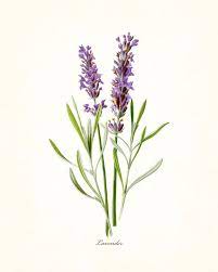 French Lavender Botanical Print Botanical Drawings Botanical Prints Flower Drawing