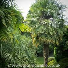 The typical ponytail palm consists of a. Trachycarpus Fortunei Chusan Palm Windmill Palm The Palm Centre