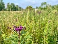 Flowers and Pollinators of Meadows: Walk