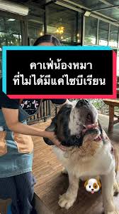 พาไปเที่ยวคาเฟ่น้องหมาที่ไม่ได้มีแค่ไซบีเรียน #คาเฟ่ #คาเฟ่หมา #หมา  #หมาใหญ่ #เซนต์เบอร์นาร์ด #บัวโบว์ #St.Bernard #boerboel