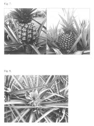Permanent solutions to the major pest and disease problems of pineapple and their respective reductions in costs to human health, the environment and to producers remain relatively unexplored because the public has been deceived about the risks involved. Uspp25763p3 Pineapple Plant Named Rose Google Patents