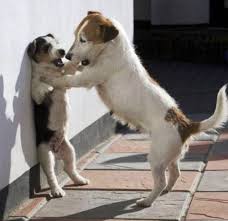 See more ideas about dogs, funny dogs, puppies. 25 Funny Images Of Animals Acting Funny