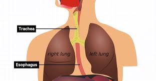 Image result for esophagus
