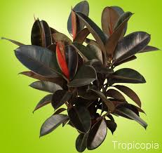 Maybe you would like to learn more about one of these? Rubber Tree Plant How To Identify And Care For Houseplant411 Com Houseplant 411 How To Identify And Care F Rubber Tree Plant Trees To Plant Rubber Tree