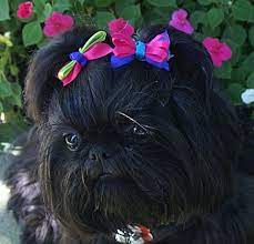 Solid Black Shih Tzu Black Shih Tzu Shih Tzu Puppy Shih Tzu