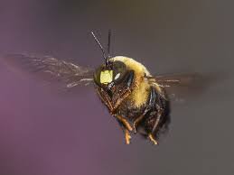 See more ideas about bumble, bumble bee, bee. Bumble Bees Prevention Control Facts About Bees