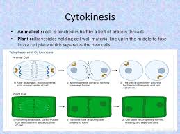 Maybe you would like to learn more about one of these? Why Is Cytokinesis Different In A Plant Cell When Compared To That Of Animal Cell Socratic