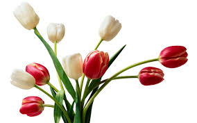 Full hd flowers wallpapers ①. Flowers Wallpapers Hd Collection Beautiful Flower Pictures Full Size 2560x1600 Wallpaper Teahub Io