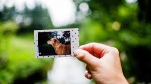 We did not find results for: Pet Death Emotional Difficulty For People