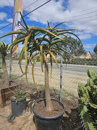 Image result for Aloidendron barberae