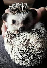 Facts About Hedgehog Pet Hedgehog Pet Cute Animals Puppies Cute Hedgehog