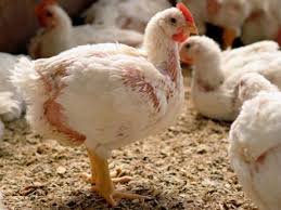 Microferma De Subzistenta Pasari Animale Gradinarit 13 12 2015 20 12 2015