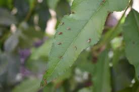 A cactus (plural cacti, cactuses, or less commonly, cactus) is a member of the plant family cactaceae, a family comprising about 127 genera with some 1750 known species of the order. Rapid Evolution May Help Species Adapt To Climate Change And Competition Eurekalert Science News