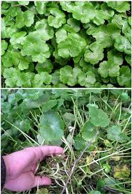 Image result for Camptorrhiza strumosa