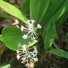 The nightingale would not come back to the woods until the flowers bloomed in may. Speirantha False Lily Of The Valley For Sale Rare Roots