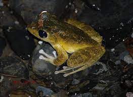 日本樹蛙japanese buerger s frog taiwan frog japanese taiwan