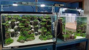 Sale% jual aquarium mini unik, aquarium minimalis modern, ukuran aquarium mini, aquarium mini paralon. Membuat Hiasan Akuarium Berawal Coba Coba Hendi Pernah Dapat Pesanan Dari Jerman Tribun Jabar