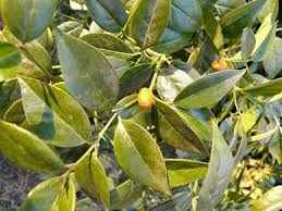 Image result for Cassinopsis ilicifolia