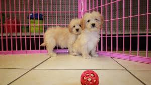 Premier doodle breeder in the atlanta area of exceptional english goldendoodles and stunning aussiedoodles (australian shepherd/poodle). Puppies For Sale Local Breeders Pretty Miniature Goldendoodle Puppies For Sale In Ga Hybrid Puppy Breeders Atlanta Georgia At Puppies For Sale Local Breeders