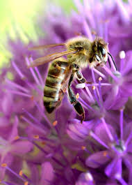 Macro Photography Bee Animals Wild Plant Images