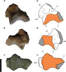 Image result for Paratheria