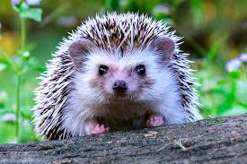 New Zealand Trying To Eradicate Hedgehog Killing Machines