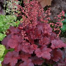Heuchera Cherry Cola From The Chelsea Gold Medal Winning Nursery Plantagogo Heuchera 'indian summer' forever purple. heuchera cherry cola from the chelsea