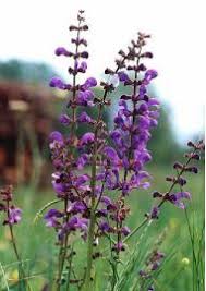 Sauge Des Pres Salvia Pratensis Le Jardin Du Pic Vert Fleurs Vivaces Belles Fleurs