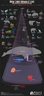 How Long Animals Live The Life Spans Of 50 Animals