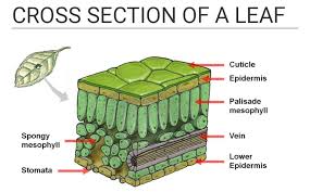 Find the perfect cross section leaf stock photos and editorial news pictures from getty images. Labeled Diagram Of The Cross Section A Leaf Leafandtrees Org