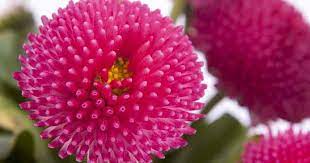 Bellis perennis is an evergreen perennial growing to 0.2 m (0ft 8in) by 0.2 m (0ft 8in) at a medium rate. Bellis Perennis Daisy Growing The Perennial English Daisy