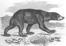 Now you may hear from me about the animals who have five nails. The Project Gutenberg E Book Of Natural History Of The Mammalia Of India And Ceylon By Robert A Sterndale