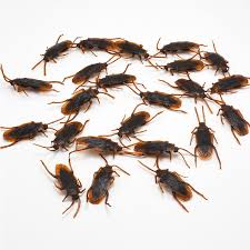 50pcs Realistic Simulation Rubber Toys Fake Cockroach Roach Scary Bug Set Greeting Cards Party Supply Party Gags Tricks If you want to sell your handmade products to order, but don't necessarily want to create one of every single design offered, you can use mockups to showcase all the designs in an amazing photo. 50pcs realistic simulation rubber toys