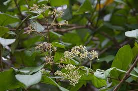 Image result for Dichapetalaceae