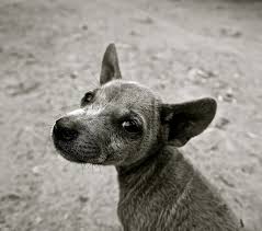 Es ist eine zeit der sozialisierung und der neugier. Ist Ihr Hund Zu Dunn Untergewicht Bei Hunden Ursachen Tipps
