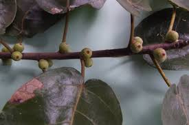 Image result for Ficus glumosa