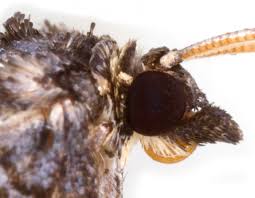 Image result for Cosmorhoe ocellata