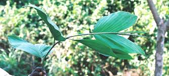 Image result for Eremospatha cuspidata