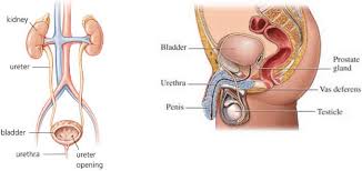 Do you ever wonder what the major organs of the body are and. Anatomy In Urology Left Kidney And Right Prostate Male Anatomical Download Scientific Diagram