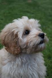 We did not find results for: Happy Tails Puppies Cavapoo The Y Guide