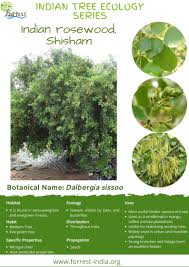 Image result for Dalbergia sissoo