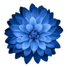 Follow the vibe and change your wallpaper every day! Ananda Meditation Teacher Training Online With Ananda Blue Flower Wallpaper Abstract Iphone Wallpaper Hd Flower Wallpaper